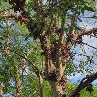 Tân Avatar - Hà Nội Today