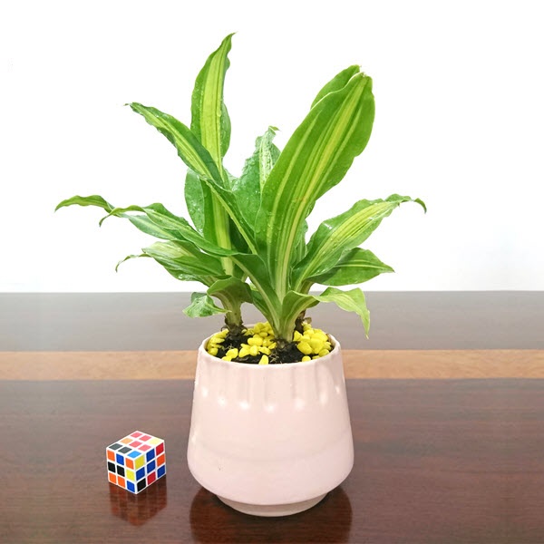 Giang Avatar - Hà Nội Today Giang Avatar - Hà Nội Today