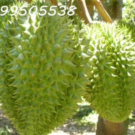 Cần bán miếng vườn sầu riêng 17000m2 Phú Riềng Bình Phước