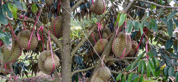 ĐẤT CHÍNH CHỦ – GIÁ TỐT – Vị Trí Đẹp Tại Thôn 4, Xã Đắk Ha, Huyện Đắk GLong, Tỉnh Đắk Nông