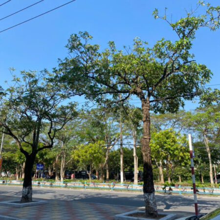 BÁN NHÀ MẶT PHỐ PHAN BÁ VÀNH, TƯƠNG LAI TÒA NHÀ VĂN PHÒNG, ĐẦU TƯ KINH DOANH ĐỈNH BÁN NHÀ MẶT PHỐ PHAN BÁ VÀNH, TƯƠNG LAI TÒA NHÀ VĂN PHÒNG, ĐẦU TƯ KINH DOANH ĐỈNH