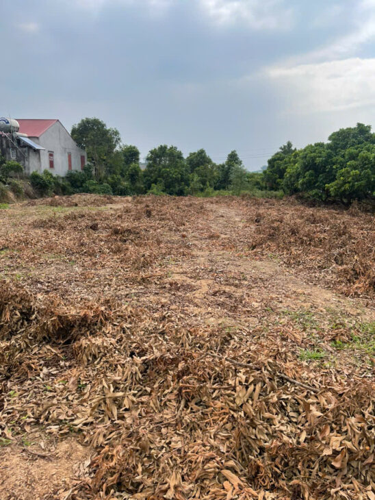 CƠ HỘI ĐẦU TƯ SINH LỜI CAO ĐẤT THUỘC THỊ XÃ CHŨ- BẮC GIANG- SỞ HỮU FARM DÒNG TIỀN ỔN ĐỊNH