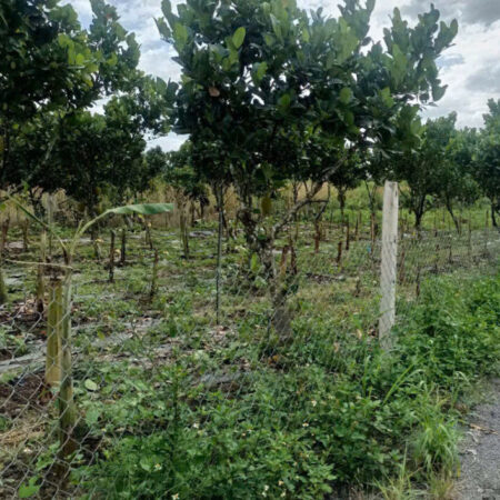 SỞ HỮU ĐẤT ĐẸP CHÍNH CHỦ – GIÁ Tốt – Vị Trí ĐẸP TẠI : Xã BÌNH LỘC – Thành Phố LONG KHÁNH – Tỉnh SỞ HỮU ĐẤT ĐẸP CHÍNH CHỦ – GIÁ Tốt – Vị Trí ĐẸP TẠI : Xã BÌNH LỘC – Thành Phố LONG KHÁNH – Tỉnh