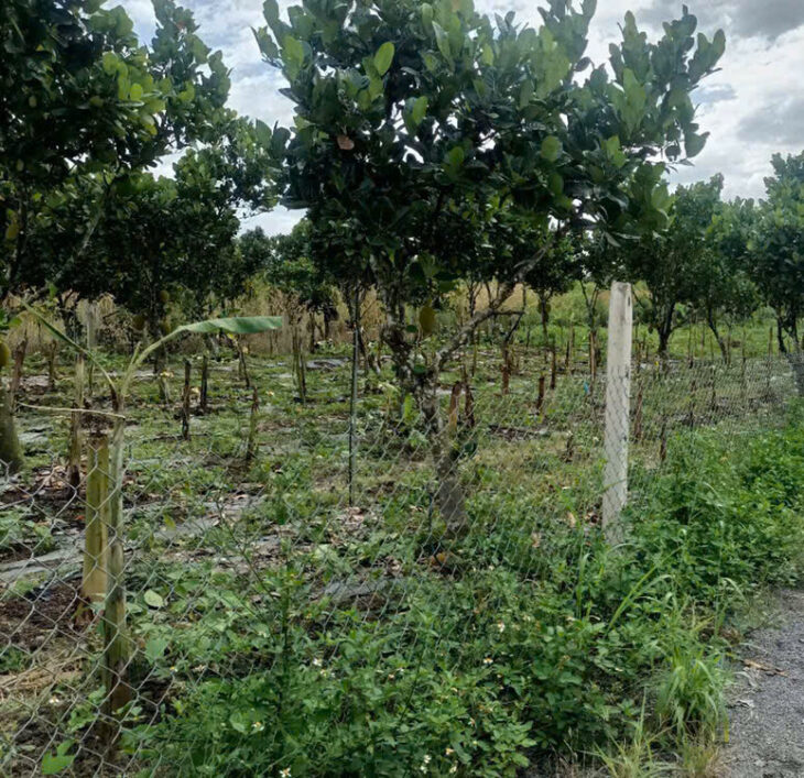 SỞ HỮU ĐẤT ĐẸP CHÍNH CHỦ – GIÁ Tốt – Vị Trí ĐẸP TẠI : Xã BÌNH LỘC – Thành Phố LONG KHÁNH – Tỉnh