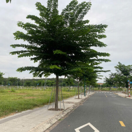 Đất Nền Hòa Lợi Bến Cát – Vị Trí Đẹp, Điện Nước Âm, Giá Đầu Tư Lý Tưởng!