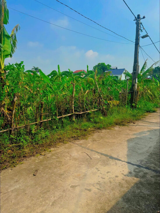 Chính chủ cần chuyển nhượng lô đất rộng gần 2000m2 tại Song Giang, Gia Bình, Bắc Ninh