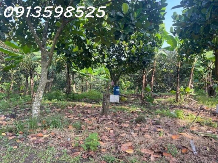 1500m2 giá 300 triệu, nhà chòi nhậu bao mát