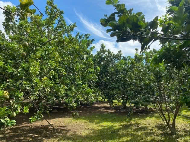 VỠ NỢ CẤN BÁN GẤP MẢNH VƯỜN 1450M2 CÓ 100 THỔ CƯ