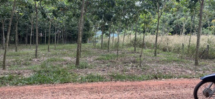 Bán lô đất trung tâm xã Long Hòa, Dầu Tiếng, Bình Dương.