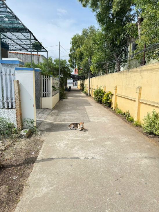 Tôi Cần Bán Nhanh Lô Đất Bên cạnh trường Trần Quý Cáp, P Ninh Diêm, TX Ninh Hoà, Khánh Hoà.