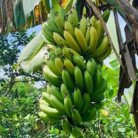 Cần bán gấp 2000m2 giá 290 triệu, nhà cấp 4 nhỏ xinh, đường nhựa 10m