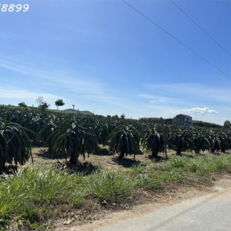 ĐẠI HẠ GIÁ! Chỉ 1 triệu/m2 đất 14m x 80m Đường Mai Thúc Loan, thị xã LaGi có 60m2 thổ cư chính chủ ĐẠI HẠ GIÁ! Chỉ 1 triệu/m2 đất 14m x 80m Đường Mai Thúc Loan, thị xã LaGi có 60m2 thổ cư chính chủ