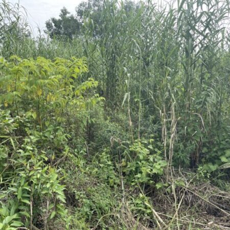 Cần bán gấp đất nền tại ấp 1, xã Vị Tân, TP Vị Thanh, tỉnh Hậu Giang (gần chợ phường VII). Giá: 280