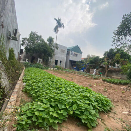 BÁN ĐẤT HIỀN NINH, SÓC SƠN. DT 80M2, MT 5,5M FULL THỔ CƯ. CHỈ 2.16 TỶ.