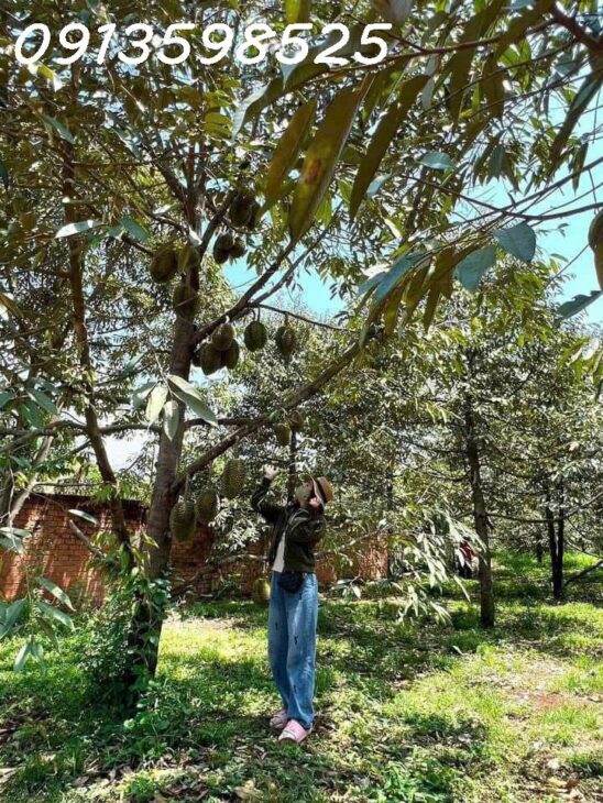 Cần tiền xly cv trước tết bán lỗ 1500 m2. giá 290tr đường 7m, có nhà nhỏ vườn cây trái.