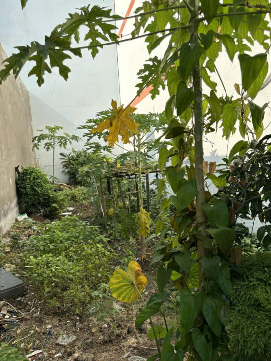 Đất Vitri Đẹp Giá Chỉ 2 Tỷ 94 SHR Hẻm 6 mét An Phú Đông Quận 12 Gần Gò Vấp Xe tải Chạy vi vu