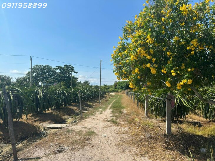 Bán 8.2 sào đất Tân Tiến, thị xã LaGi giá ngộp 290tr/ sào gần Dinh Thầy Thím, Biển Tam Tân