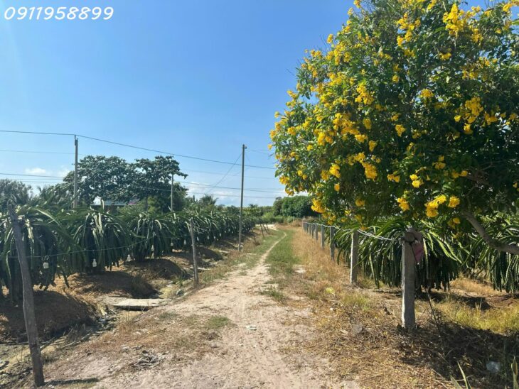 Bán 8.2 sào đất Tân Tiến, thị xã LaGi giá ngộp 290tr/ sào gần Dinh Thầy Thím, Biển Tam Tân