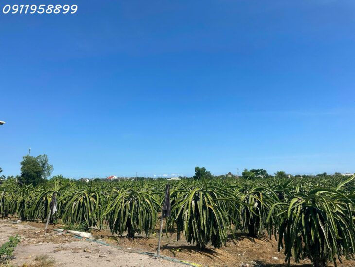 Bán 8.2 sào đất Tân Tiến, thị xã LaGi giá ngộp 290tr/ sào gần Dinh Thầy Thím, Biển Tam Tân