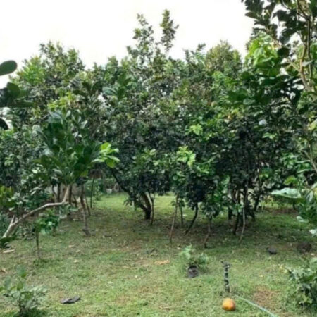 ĐI MỸ ĐỊNH CƯ CẦN BÁN GÁP LÔ ĐẤT 3000M2 GIÁ CHỈ 350 TRIỆU ĐI MỸ ĐỊNH CƯ CẦN BÁN GÁP LÔ ĐẤT 3000M2 GIÁ CHỈ 350 TRIỆU