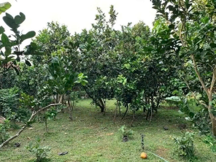 ĐI MỸ ĐỊNH CƯ CẦN BÁN NGAY VƯỜN BƯỞI SAU LƯNG ỦY BAN NHÂN DÂN