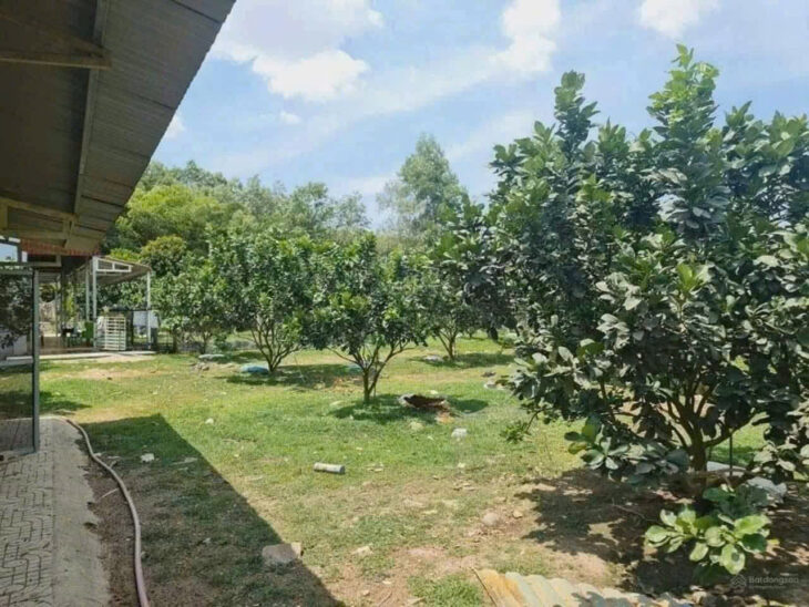 ĐI MỸ ĐỊNH CƯ CẦN BÁN NGAY VƯỜN BƯỞI SAU LƯNG ỦY BAN NHÂN DÂN