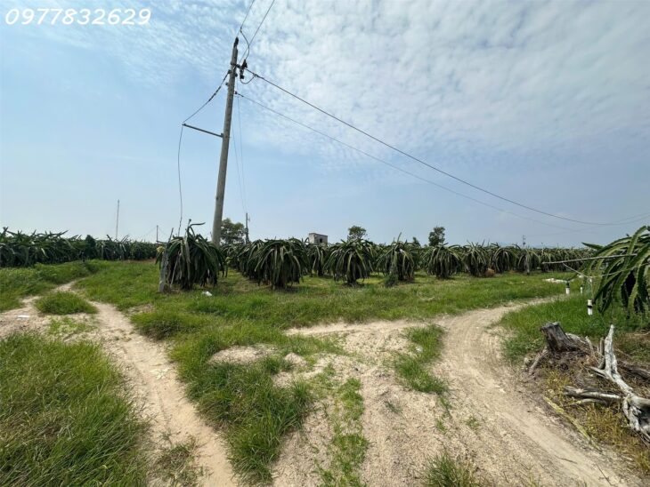 Bán gấp 145m x 84m đất ONT Lô 2 Lý Thái Tổ – Tân Tiến – TX LaGi gần Biển chỉ 1.5tr/m2