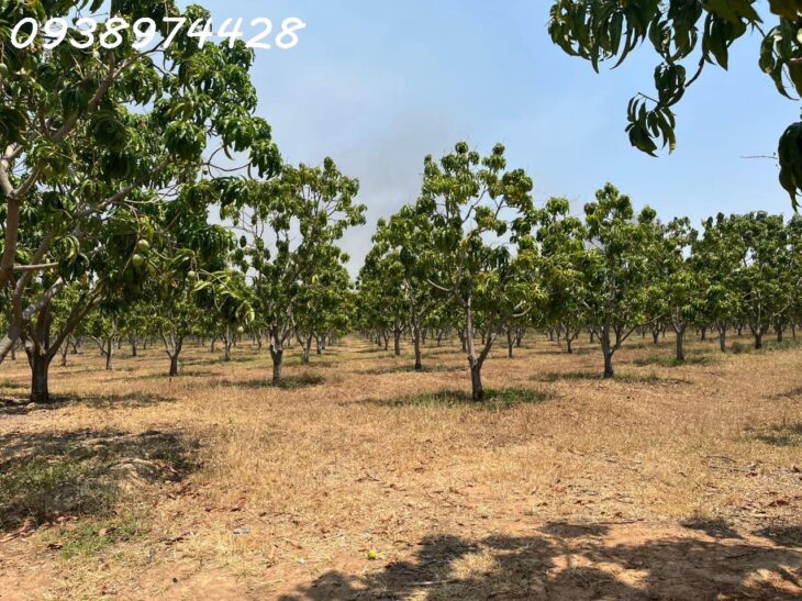 bán 14 ha. Đất tại xã Quãng Sơn – huyện Ninh Sơn. Ninh Thuận 0938974428