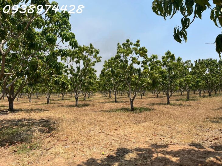 bán 14 ha. Đất nuôi trồng tại xã Quãng Sơn – huyện Ninh Sơn. Ninh Thuận 0938974428