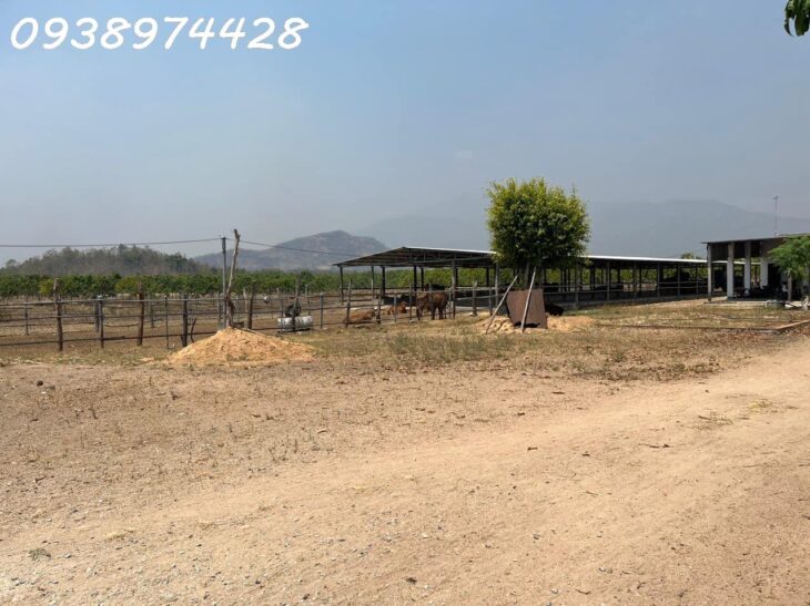 bán 14 ha. Đất tại xã Quãng Sơn – huyện Ninh Sơn. Ninh Thuận 0938974428