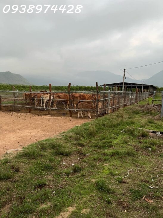 bán 14 ha. Đất tại xã Quãng Sơn – huyện Ninh Sơn. Ninh Thuận 0938974428