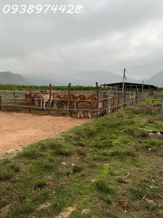 bán 14 ha. Đất nuôi trồng tại xã Quãng Sơn – huyện Ninh Sơn. Ninh Thuận 0938974428