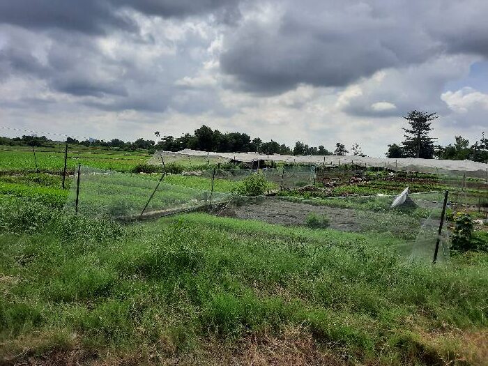 ĐẤT MẶT TIỀN ĐƯỜNG THỚI AN 5 ĐẦU TƯ PHÂN LÔ BAO LỜI – DIỆN TÍCH THỔ CƠ 100% – KHU VỰC QUI HOẠCH DÂN