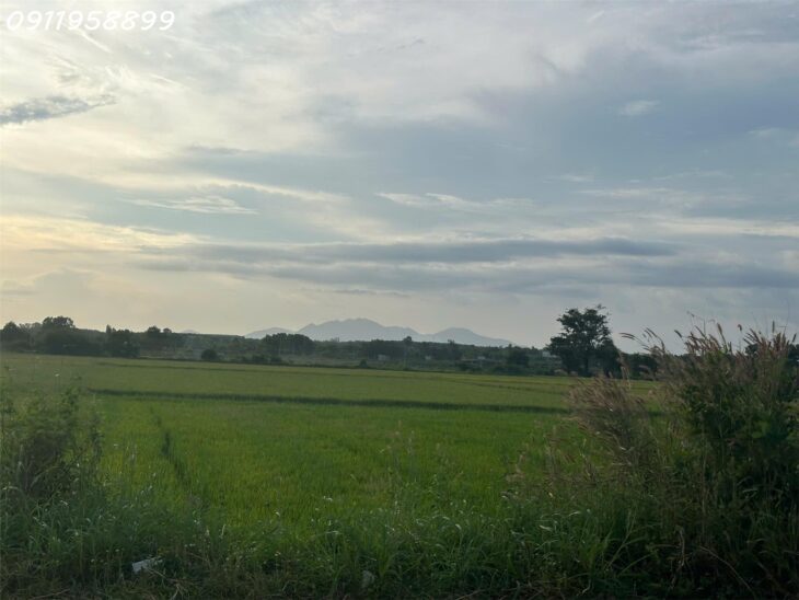 Bán 4529m2 đất mặt tiền Nguyễn Minh Châu – Tân Tiến – TX LaGi giá ngộp 1.39tr/m2