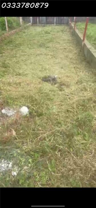 ĐẤT THỔ CƯ 107M2 GIÁ HỜI – HOÀNG PHAN THÁI, BÌNH CHÁNH, HCM – 3.3 TỶ – SỔ HỒNG