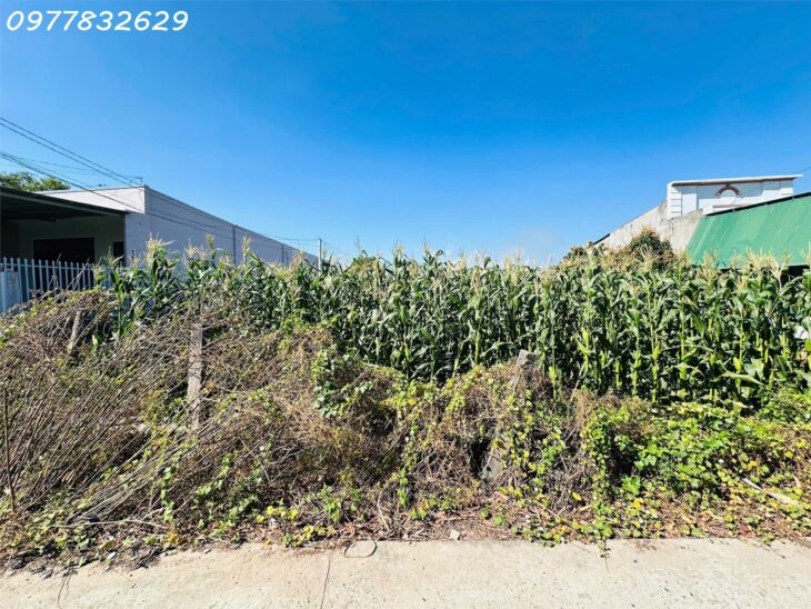 Đất Thổ Cư Tân Bình, Lagi: 197m², Ô Tô Tận Nơi, Gần Biển, Giá 1.1 Tỷ