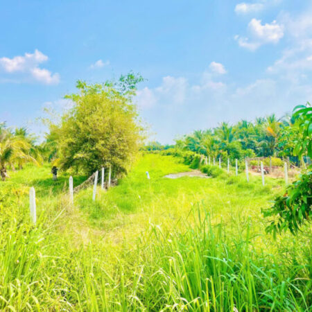 Bán đất đường Cây Trôm Mỹ Khánh – 1291m2 – 10×129 – 300m2 thổ cư – xã Thái Mỹ – Củ Chi