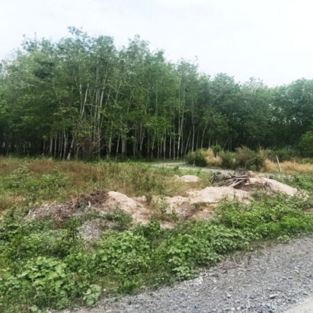 Bán đất 1/ đường Bùi Thị Điệt – 1000m2 – 20×50 – 160m2 thổ cư – xã Nhuận Đức – Củ Chi Bán đất 1/ đường Bùi Thị Điệt – 1000m2 – 20×50 – 160m2 thổ cư – xã Nhuận Đức – Củ Chi