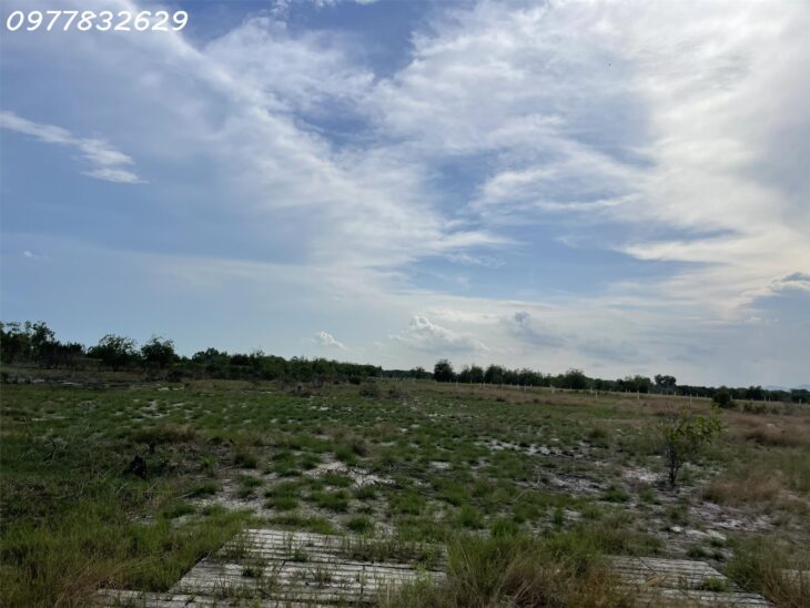 Bán đất 1 Hecta đất ONT Tân Bình – TX LaGi khu rừng vàng gần Biển