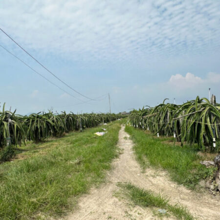 Bán 1000m2 đất ONT Tân Tiên – TX LaGi gần Biển Tam Tân gái rẻ 1.2 tỷ Bán 1000m2 đất ONT Tân Tiên – TX LaGi gần Biển Tam Tân gái rẻ 1.2 tỷ