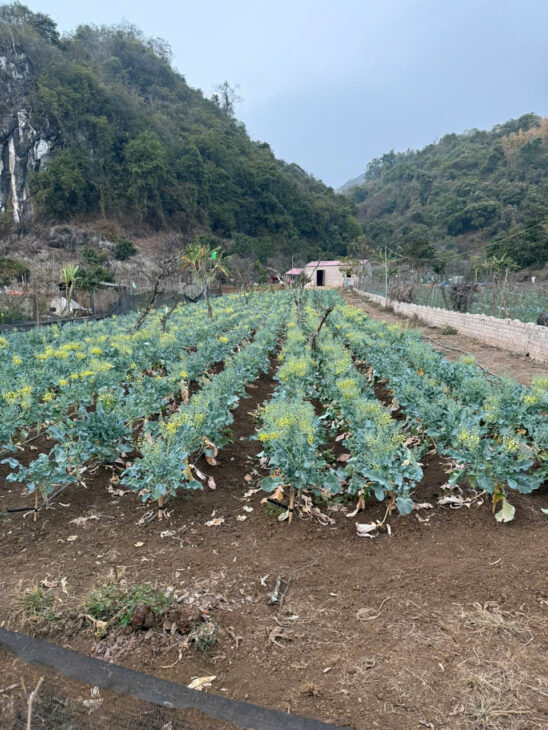 ĐẤT TẠI KHU DU LỊCH QUỐC GIA MỘC CHÂU 699 M2 CÓ 100TC