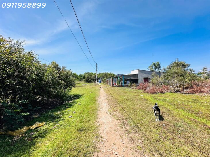 Đất Tân Bình, Lagi: 410m², 200m² Thổ Cư, Ô Tô Tận Nơi, Giá 2 Tỷ