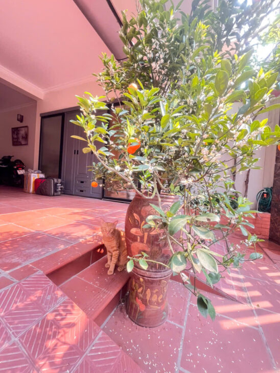 Sở hữu biệt thự Tây Hồ chỉ với 25 tỷ – 90m mt 5.4m – ô tô vào nhà