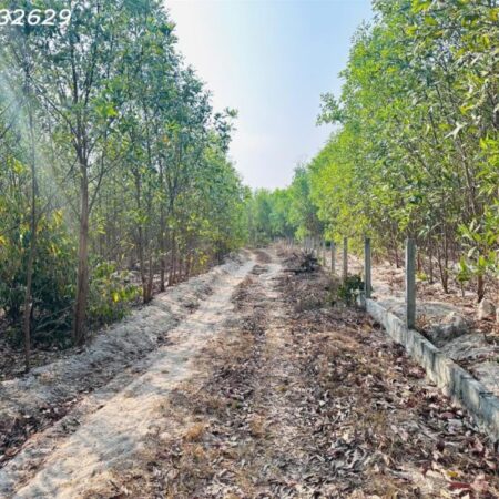 Bán đất 1000m2 Tân Bình – TX LaGi giá chỉ 600 triệu sổ riêng