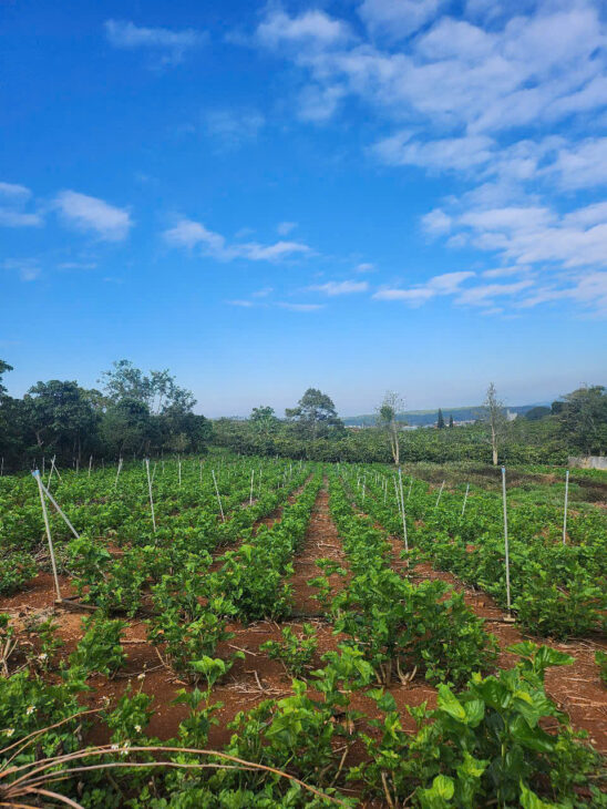 BÁN 2306.7M2 ĐẤT MẶT TIỀN XÃ LIÊN HIỆP – HUYỆN ĐỨC TRỌNG – LÂM ĐỒNG