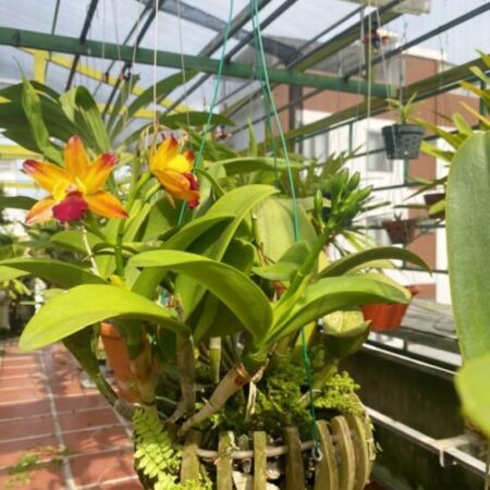 ????Bán nhà mặt tiền Sơn Trà, 4 tầng gần Cầu Rồng chỉ nhỉnh 6 tỷ.