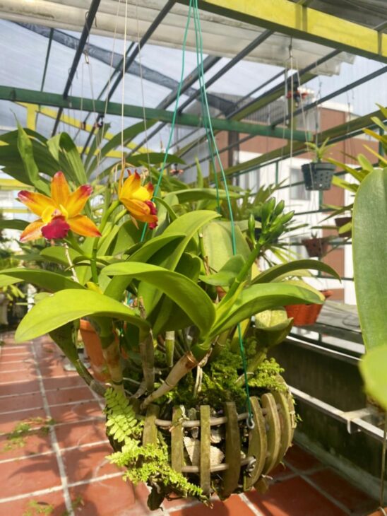 ????Bán nhà mặt tiền Sơn Trà, 4 tầng gần Cầu Rồng chỉ nhỉnh 6 tỷ.