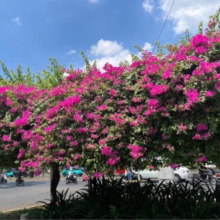 ????????????NHÀ CHÍNH CHỦ TRANG BÌA – TRUNG MỸ TÂY, QUẬN 12!