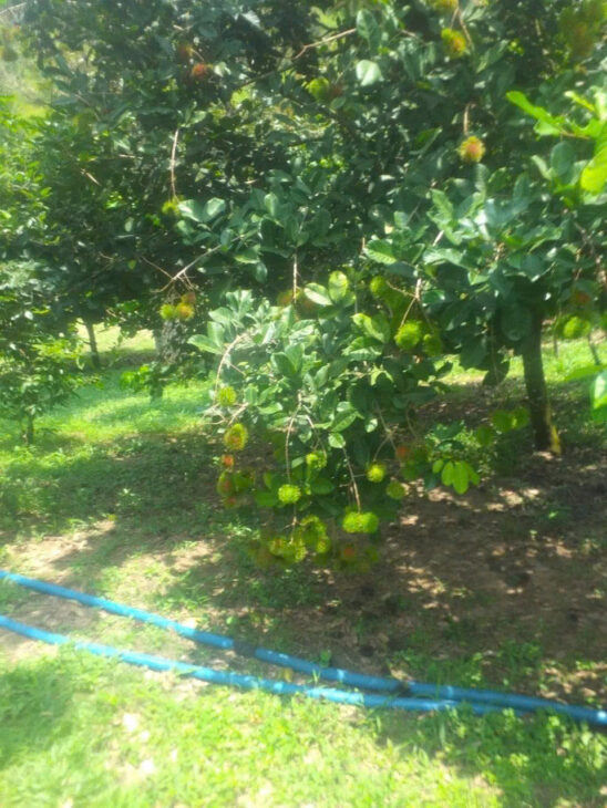 QUÁ NGỘP 3500M2 ( 300TC ) CHỐT 1 TỈ KHÔNG THƯƠNG LƯỢNG