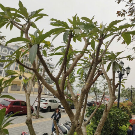 Bán gấp giá rẻ CC Đền Lừ 58m, tầng 8, mặt tiền 10m, 3.88 tỷ Hoàng Mai.